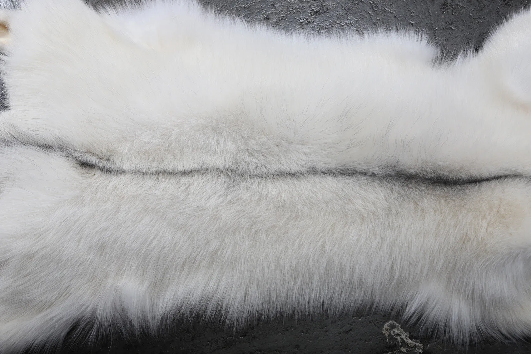 ARCTIC MARBLE FOX