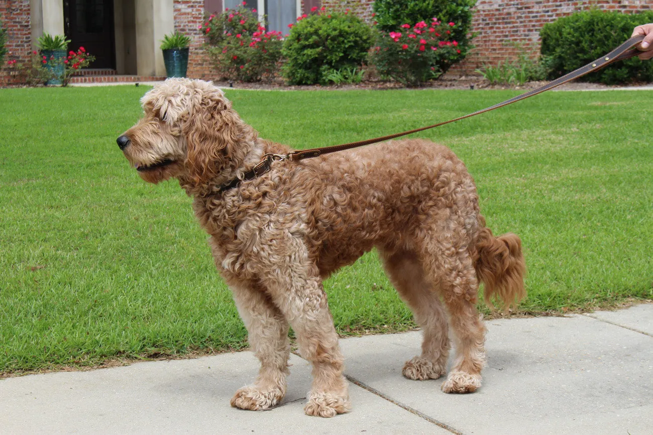 Griff Leather Dog Collar