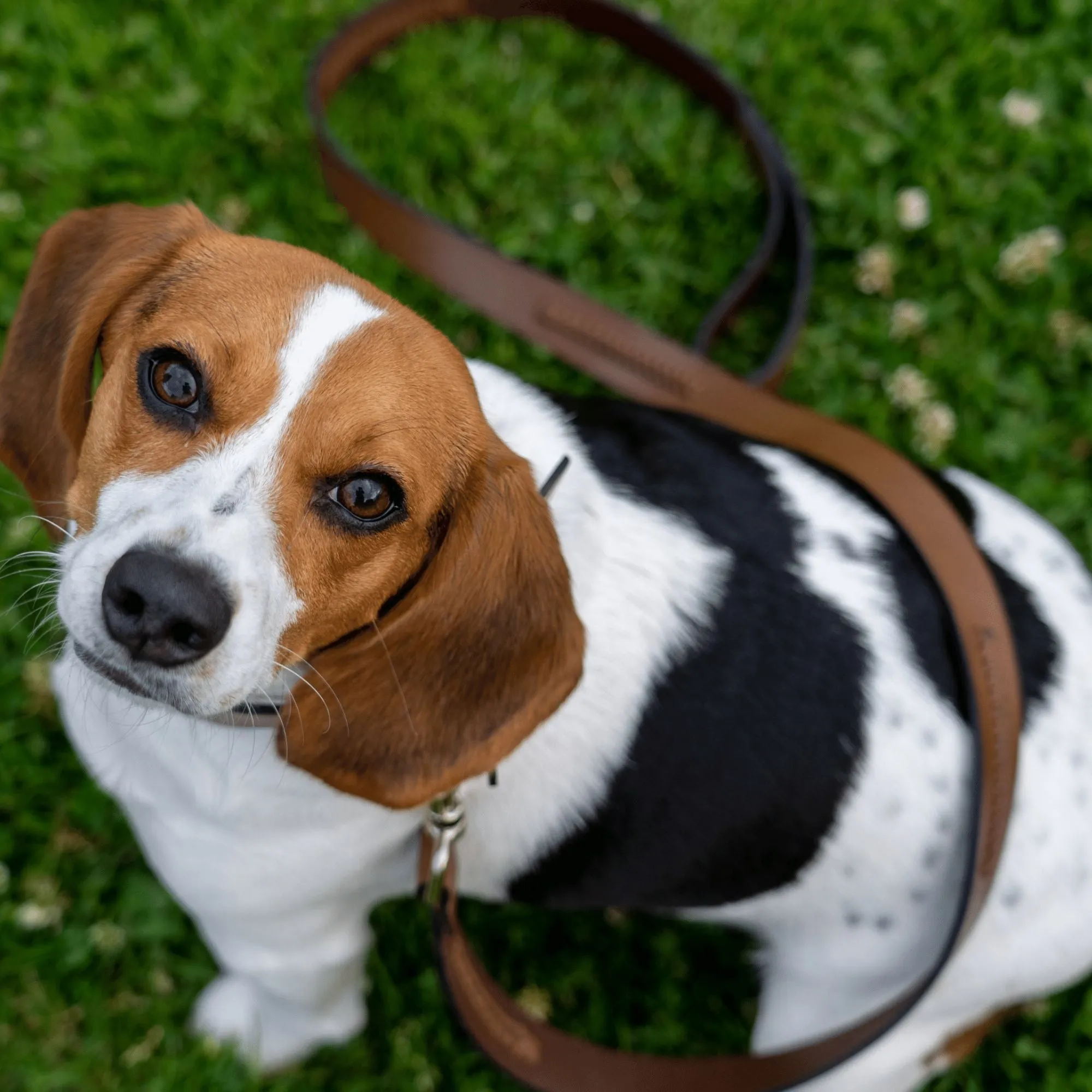 Java Leash and Bag Bundle
