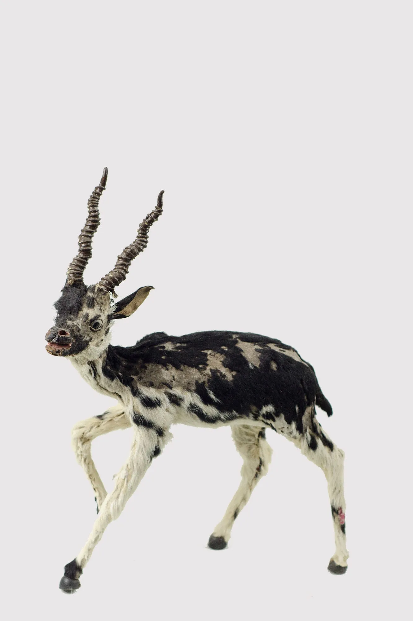 Miniature Taxidermy Antelope JR