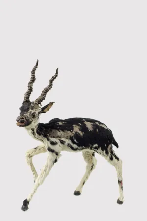 Miniature Taxidermy Antelope JR