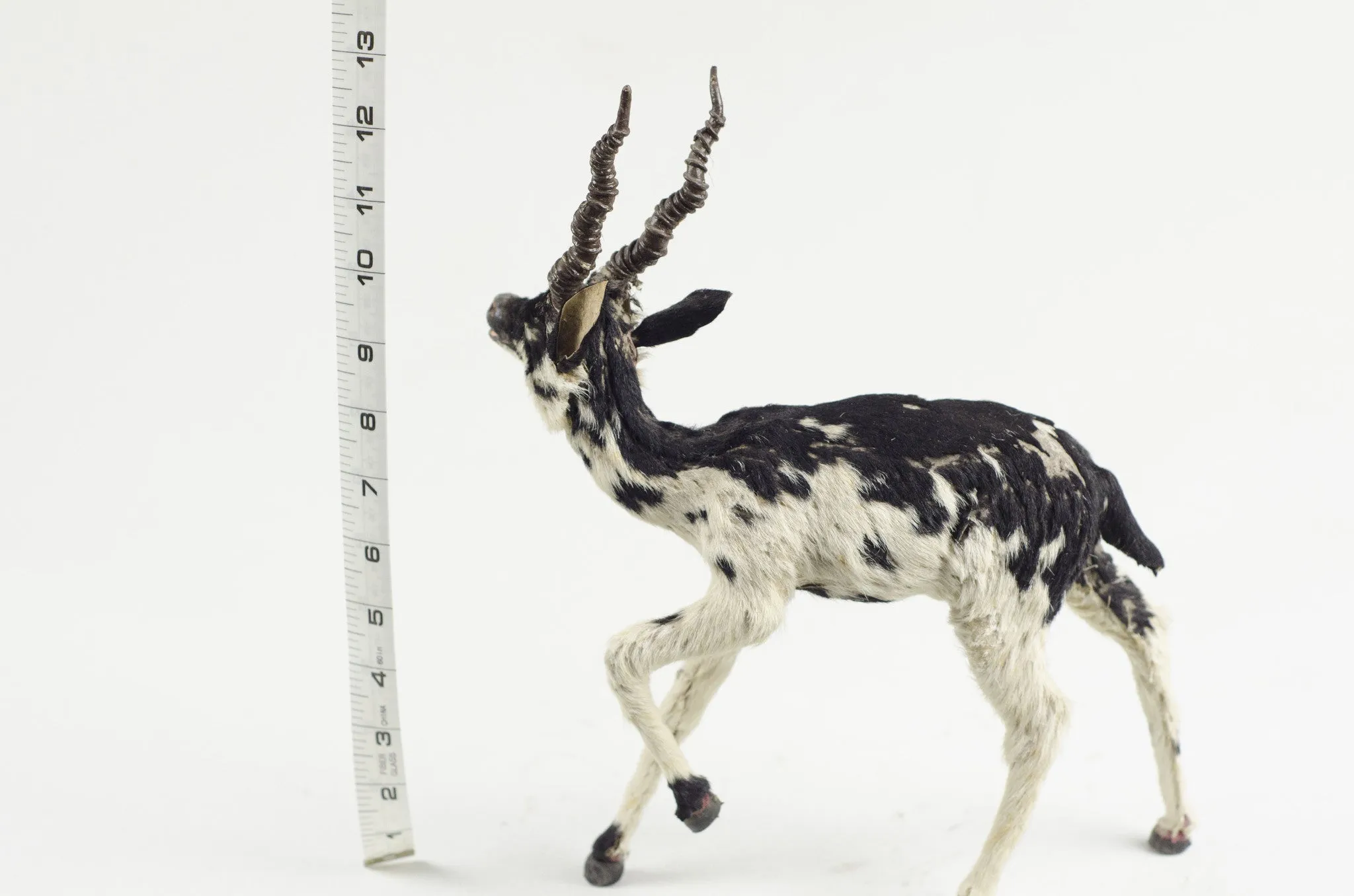 Miniature Taxidermy Antelope JR