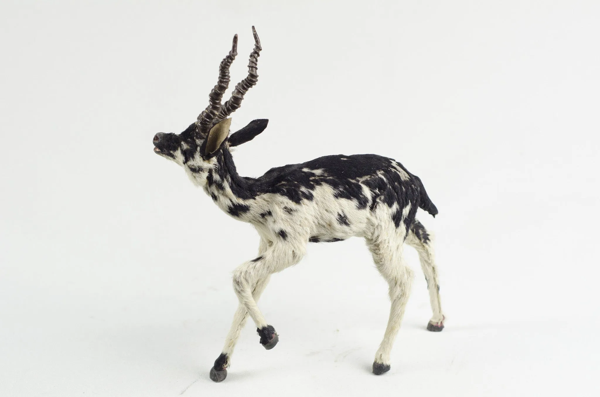 Miniature Taxidermy Antelope JR