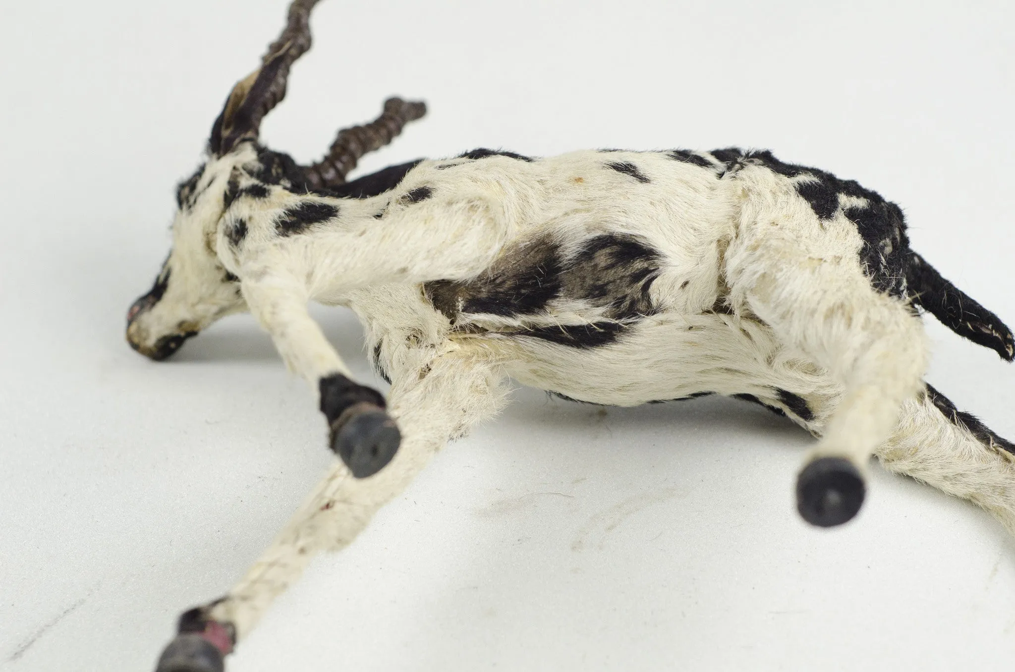 Miniature Taxidermy Antelope JR