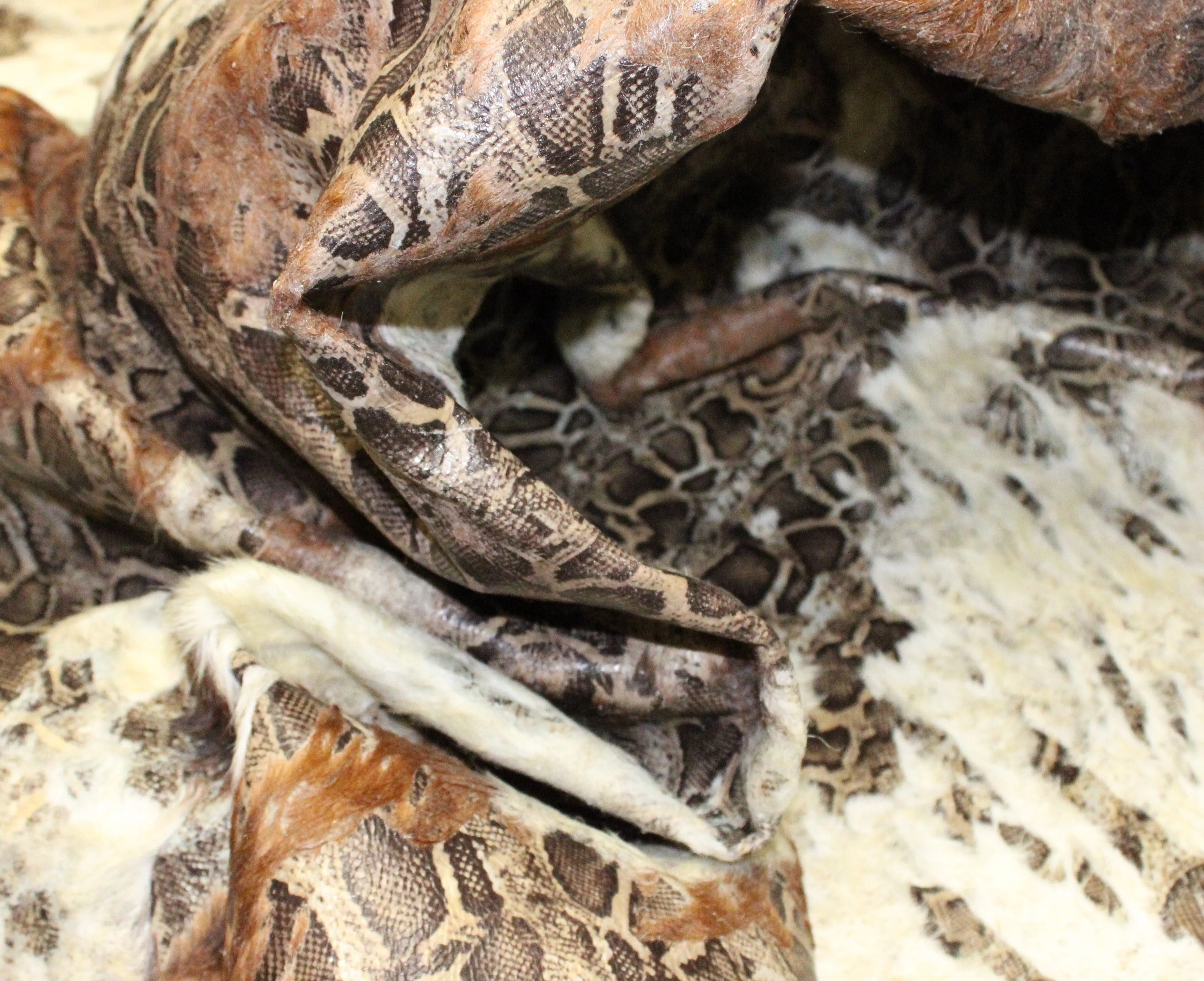 Snake Print  on  Brindle COWHIDE - 84 x 67 INCHES - Premium Cowhide Leather